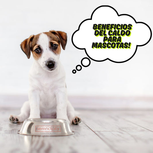 ¿Pueden las Mascotas Tomar Caldo de Huesos? Descubre los Sorprendentes Beneficios para tu Perro o Gato