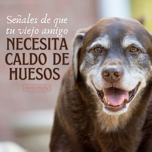 Tu Mascota Mayor Merece Esto: Cómo el Caldo de Huesos Alivia el Dolor Articular y Mejora su Calidad de Vida